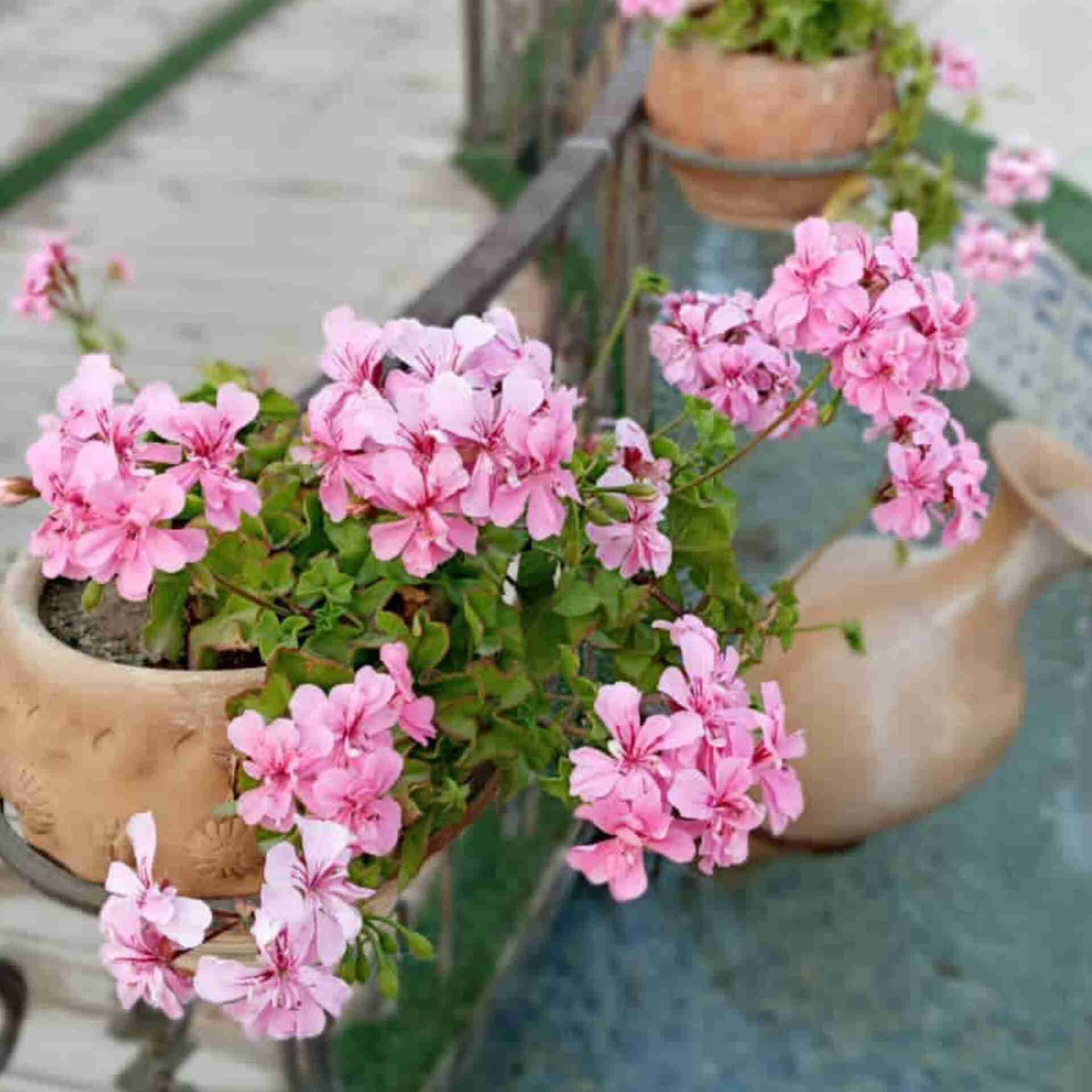 آهنگ جدید  خواهم که شبی از غم تو در دل میخانه روم با صدای زن